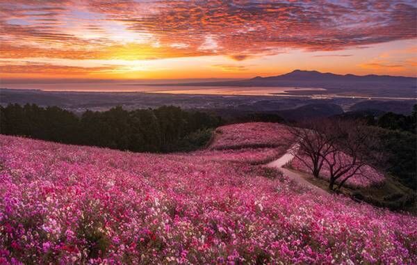「なんて美しい」　朝焼けに照らされる『秋桜』　幻想的な１枚に、心奪われる