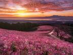 「なんて美しい」　朝焼けに照らされる『秋桜』　幻想的な１枚に、心奪われる