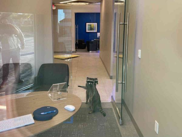 開店前の銀行に『覆面をした強盗』が侵入？　「かわいい」「覆面ラスカルだ」