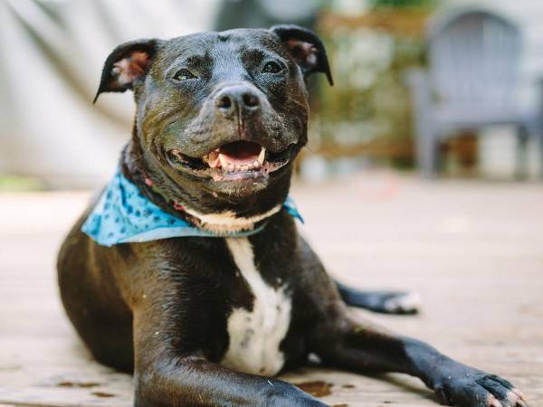 １人で家を抜け出し、迷子になった男の子　野良犬のピットブルが守り抜く