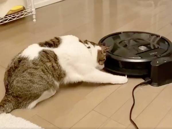 『ルンバ』のブラシが気になる猫　５万人が爆笑した４秒の動画がコチラです
