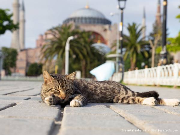 大聖堂に拾われた野良猫　亡くなると異例の対応が行われ…？