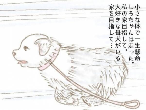 「お母さんに会いたい」　手離した子犬の運命に、涙がとまらない