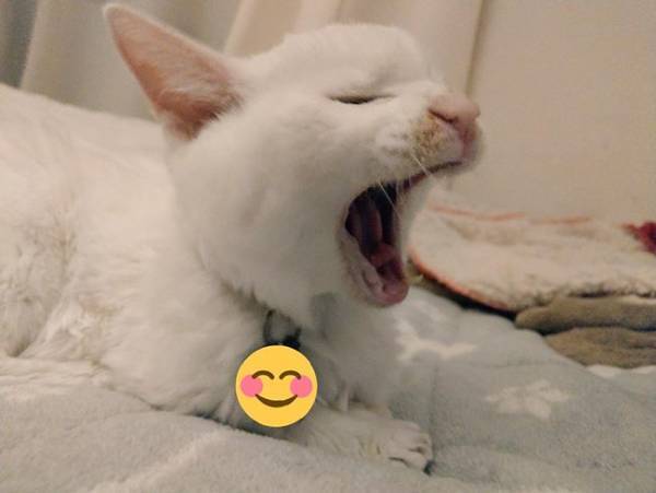 ２４歳の猫、睡眠時間が短くなっていて…？　その後の展開に「泣いた」「心が温まりました」