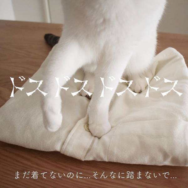 「本当これ」「めっちゃ分かる」　猫の『あるある行動』に、共感の声が続出！