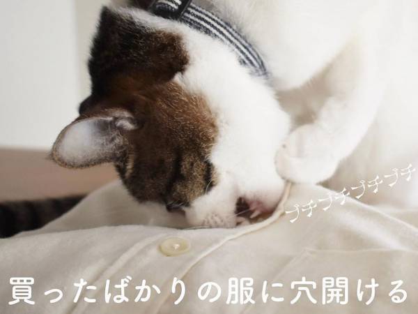 「本当これ」「めっちゃ分かる」　猫の『あるある行動』に、共感の声が続出！