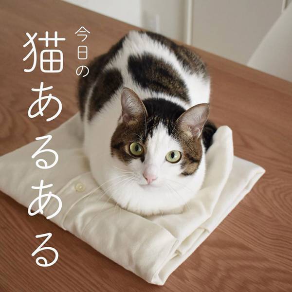 「本当これ」「めっちゃ分かる」　猫の『あるある行動』に、共感の声が続出！