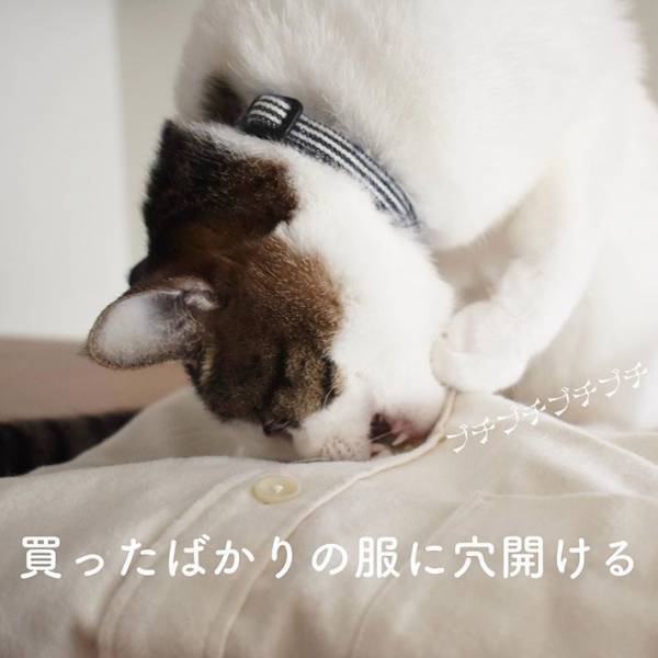 「本当これ」「めっちゃ分かる」　猫の『あるある行動』に、共感の声が続出！