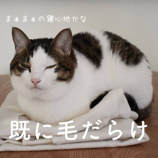 「本当これ」「めっちゃ分かる」　猫の『あるある行動』に、共感の声が続出！