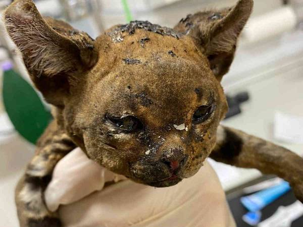 顔にひどいやけどを負っても、生きることを諦めなかった子猫