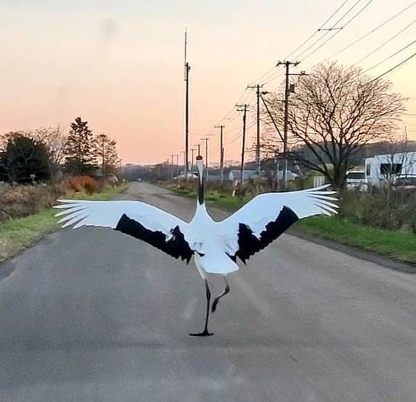 「車かと思った」追い越していったのは…？　優雅に走る姿に「すごい！」「初めて見た」