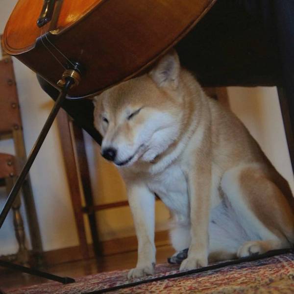 優雅にチェロを弾く男性　足元の光景に、吹き出す人が続出