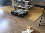 新しいベッドを買ってもらった猫　次の瞬間、飼い主ががっかりした理由がコチラ