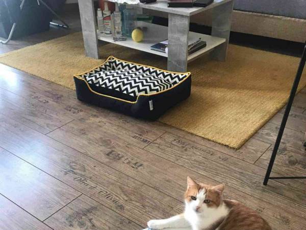 新しいベッドを買ってもらった猫　次の瞬間、飼い主ががっかりした理由がコチラ