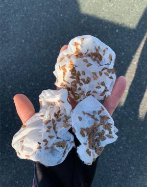 服についた『ひっつき虫』を簡単に取る方法に、反響　「知らなかった」「良い情報！」