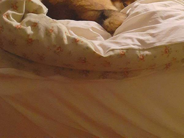 夜中トイレから戻ってきた女性が『ベッド』を見てあ然…　そのワケとは？