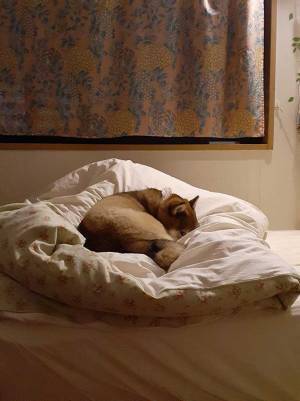 夜中トイレから戻ってきた女性が『ベッド』を見てあ然…　そのワケとは？