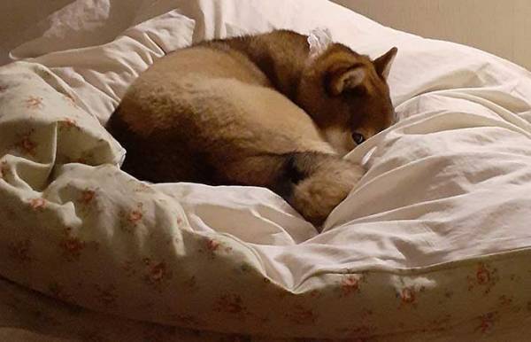 夜中トイレから戻ってきた女性が『ベッド』を見てあ然…　そのワケとは？