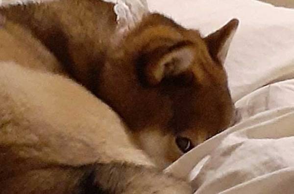 夜中トイレから戻ってきた女性が『ベッド』を見てあ然…　そのワケとは？