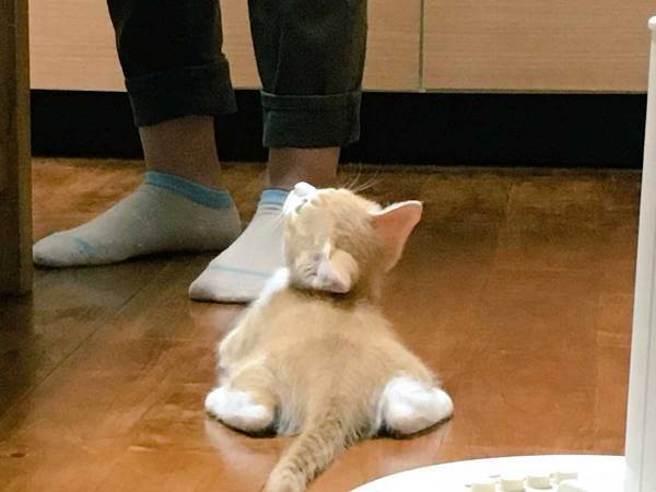 かわいらしい子猫、その数年後『意外な姿』に！　「どうしてこうなった」「笑った」