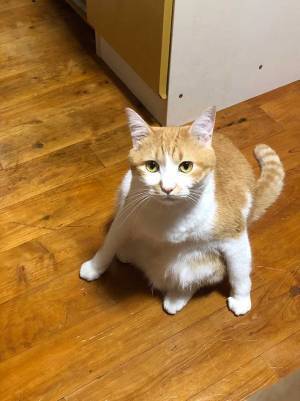 かわいらしい子猫、その数年後『意外な姿』に！　「どうしてこうなった」「笑った」