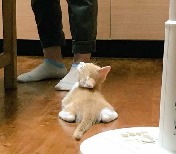 かわいらしい子猫、その数年後『意外な姿』に！　「どうしてこうなった」「笑った」