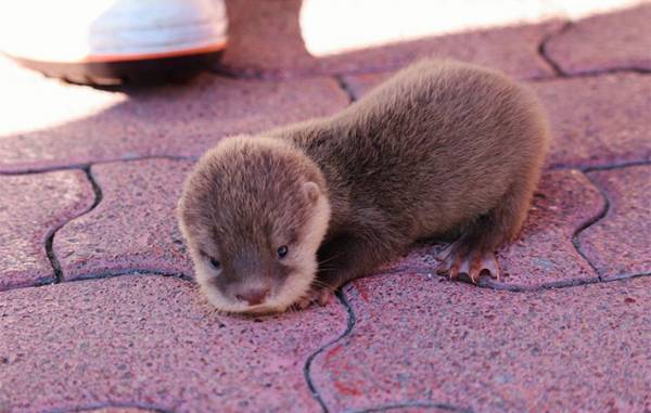 カワウソの赤ちゃんを写した４枚に、悶絶する人続出　「コレはヤバい」「なんて癒し」