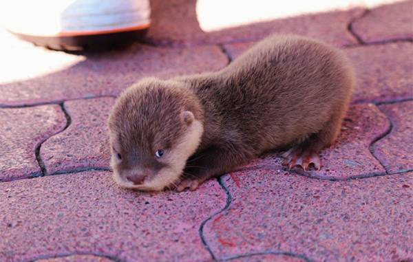 カワウソの赤ちゃんを写した４枚に、悶絶する人続出　「コレはヤバい」「なんて癒し」