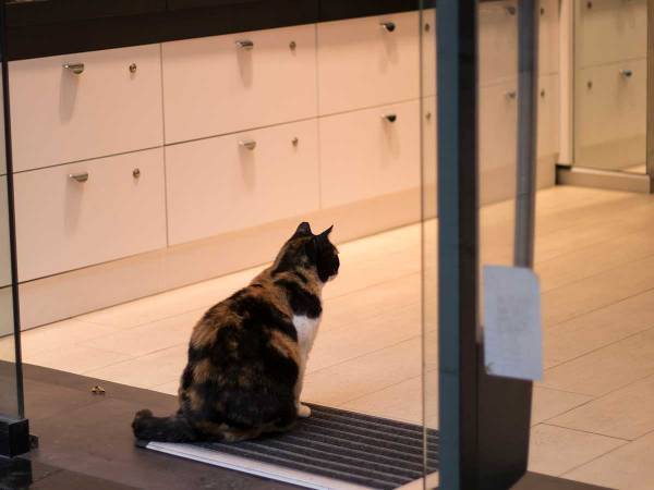 ドアを見つめ『何か』を待ち続ける猫、その理由に１２万人が涙