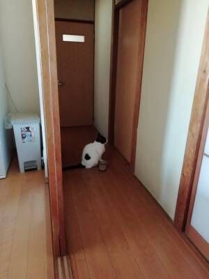 ドアを見つめ『何か』を待ち続ける猫、その理由に１２万人が涙