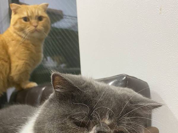 「どう元気づけてあげたら…」　飼い主も困惑した爪切り後の猫の表情がコチラ