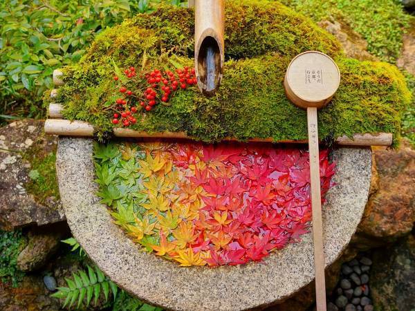 京都で見つけた美しすぎる秋　その光景に息をのむ