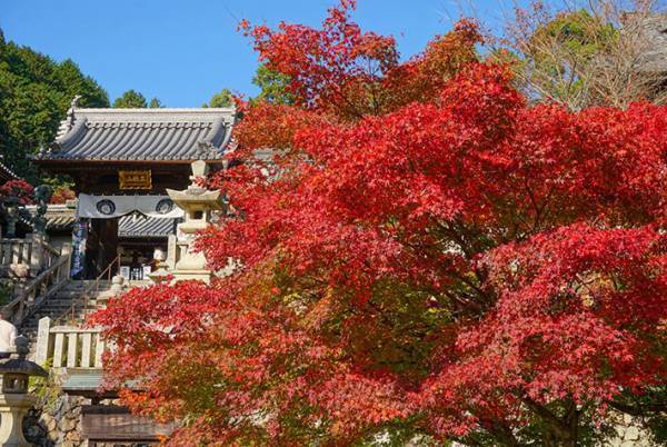 京都で見つけた美しすぎる秋　その光景に息をのむ
