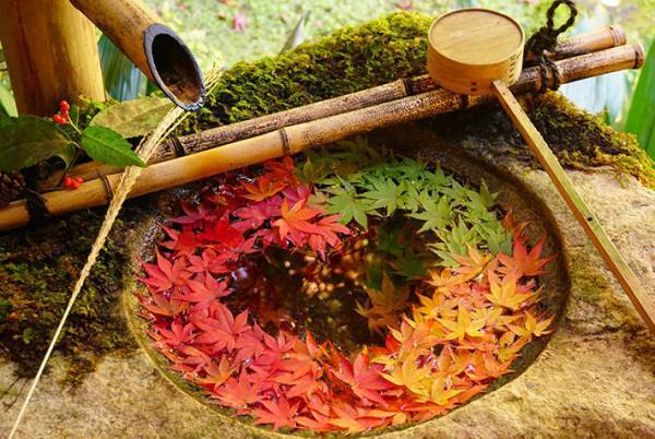 京都で見つけた美しすぎる秋　その光景に息をのむ