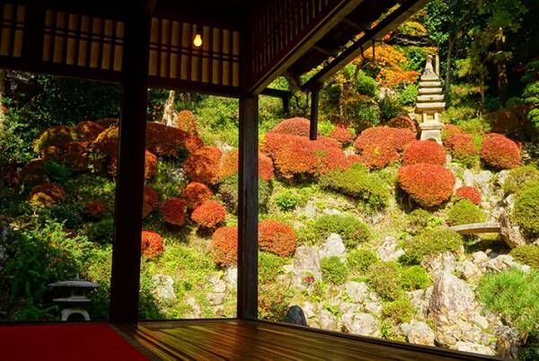 京都で見つけた美しすぎる秋　その光景に息をのむ