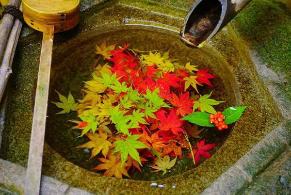 京都で見つけた美しすぎる秋　その光景に息をのむ