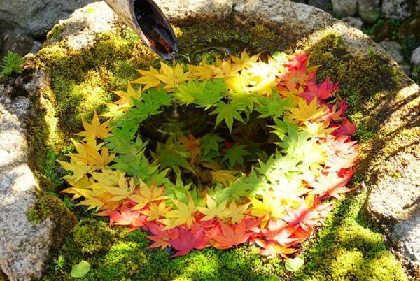 京都で見つけた美しすぎる秋　その光景に息をのむ