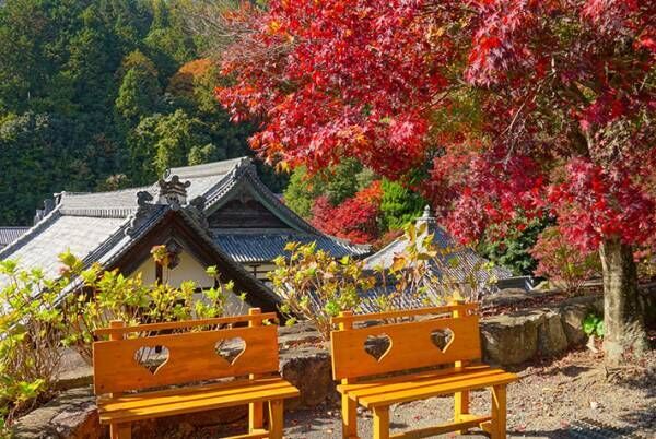 京都で見つけた美しすぎる秋　その光景に息をのむ