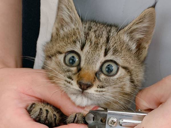 生まれて初めて爪切りをする保護猫　『ド緊張』のあまり…？