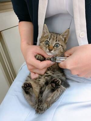 生まれて初めて爪切りをする保護猫　『ド緊張』のあまり…？