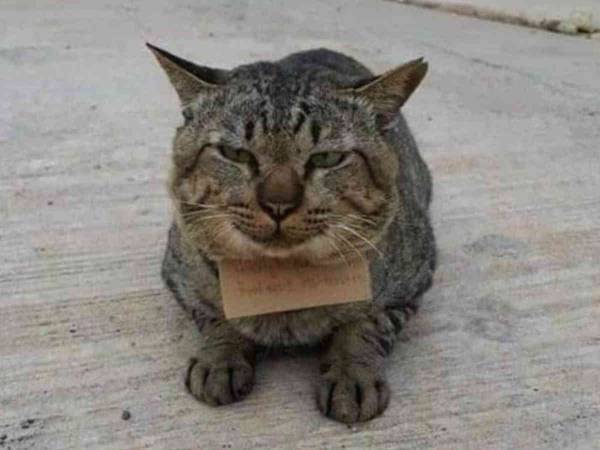 ３日ぶりに家に帰ってきた猫の首にメモが？「大笑いした」「なんて賢い猫」