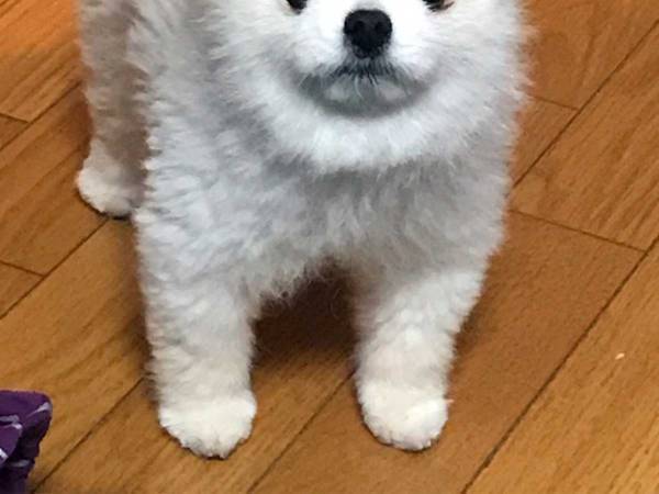 飼い主が在宅勤務していると…？　ポメラニアンが見せた『表情』に、笑いがこみ上げる