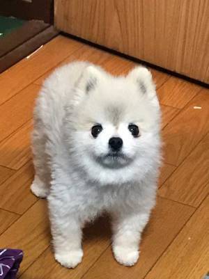 飼い主が在宅勤務していると…？　ポメラニアンが見せた『表情』に、笑いがこみ上げる