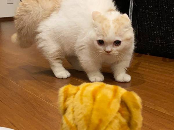 ぬいぐるみに威嚇する猫　２週間後の『ある行動』が、かわいすぎた