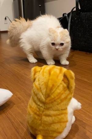 ぬいぐるみに威嚇する猫　２週間後の『ある行動』が、かわいすぎた