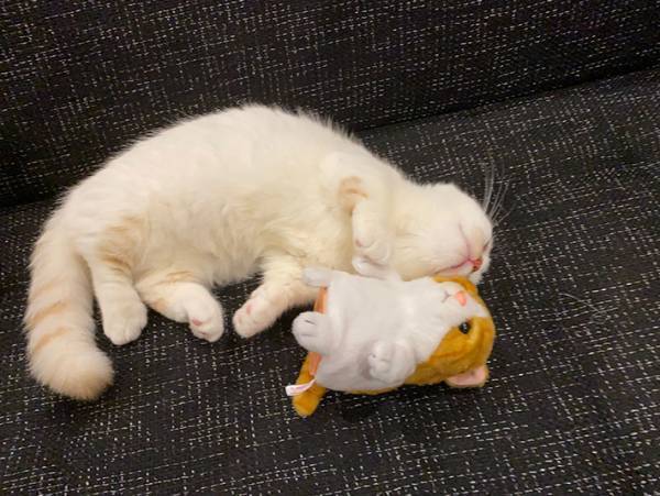 ぬいぐるみに威嚇する猫　２週間後の『ある行動』が、かわいすぎた