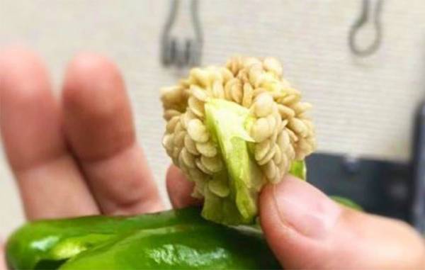 料理人の『ピーマンの種の取り方』に、驚きの声　「今までの手間は何だったんだ」