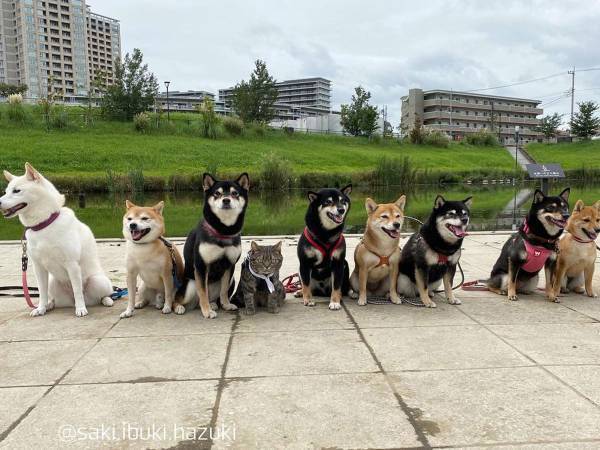 あなたはこの違和感に気付けるか！？　柴犬の集合写真に混ざっていたのは…？