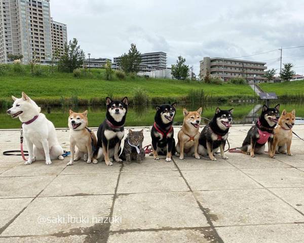 あなたはこの違和感に気付けるか！？　柴犬の集合写真に混ざっていたのは…？