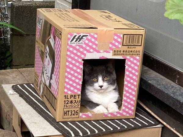 段ボール箱におさまる猫を撮影したら？　背後に写ったモノに「笑った」「ヤバすぎる」